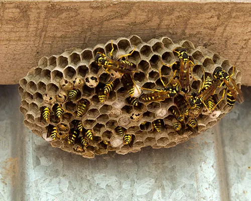 s-wasps