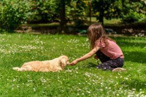 Pet-Safe & Child-Friendly Lawn Care: What You Should Know