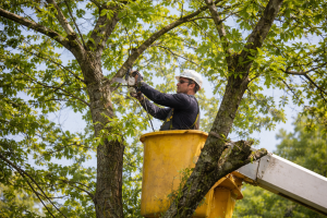 Tree and Shrub Care Tips for Idaho Homeowners