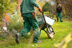 Organic Lawn Care Timeline: What to Expect in the First Year