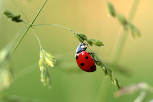 Are Organic Pest Control Methods Effective?