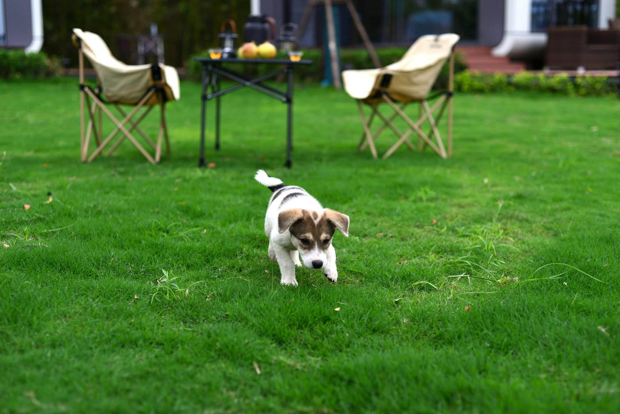 Pet-Safe Lawn Care: What to Look for and What to Avoid