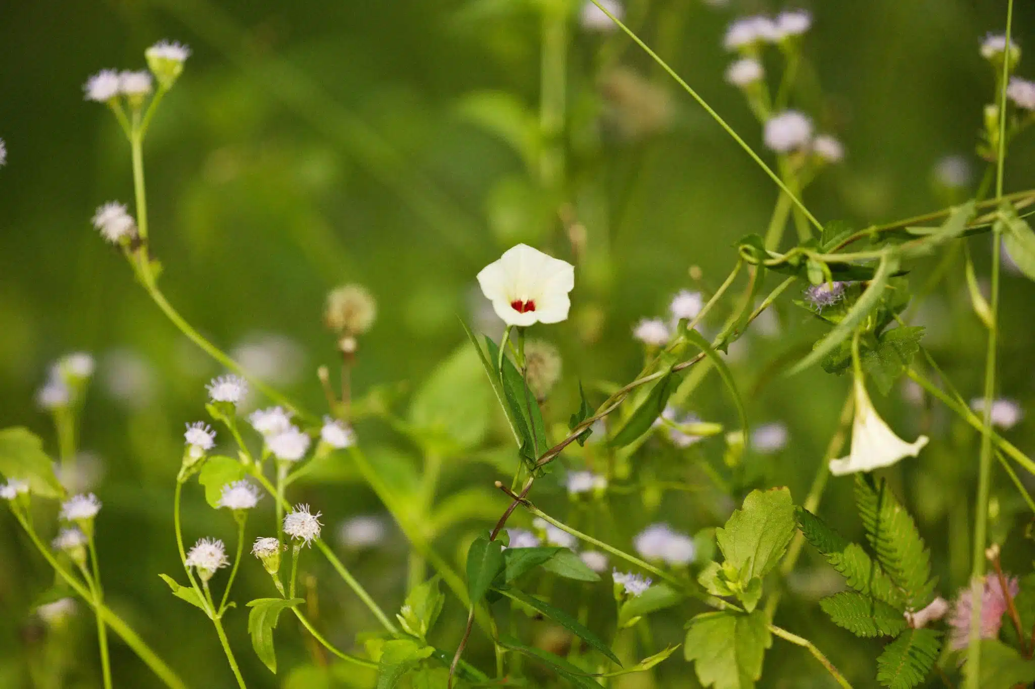 Bindweed in Idaho: How to Control It Without Harsh Chemicals