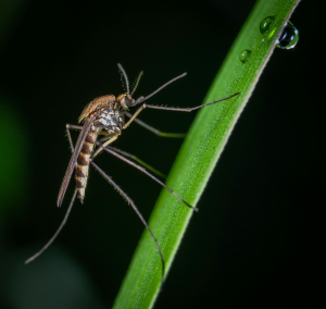 Natural Mosquito Control for Your Boise Yard