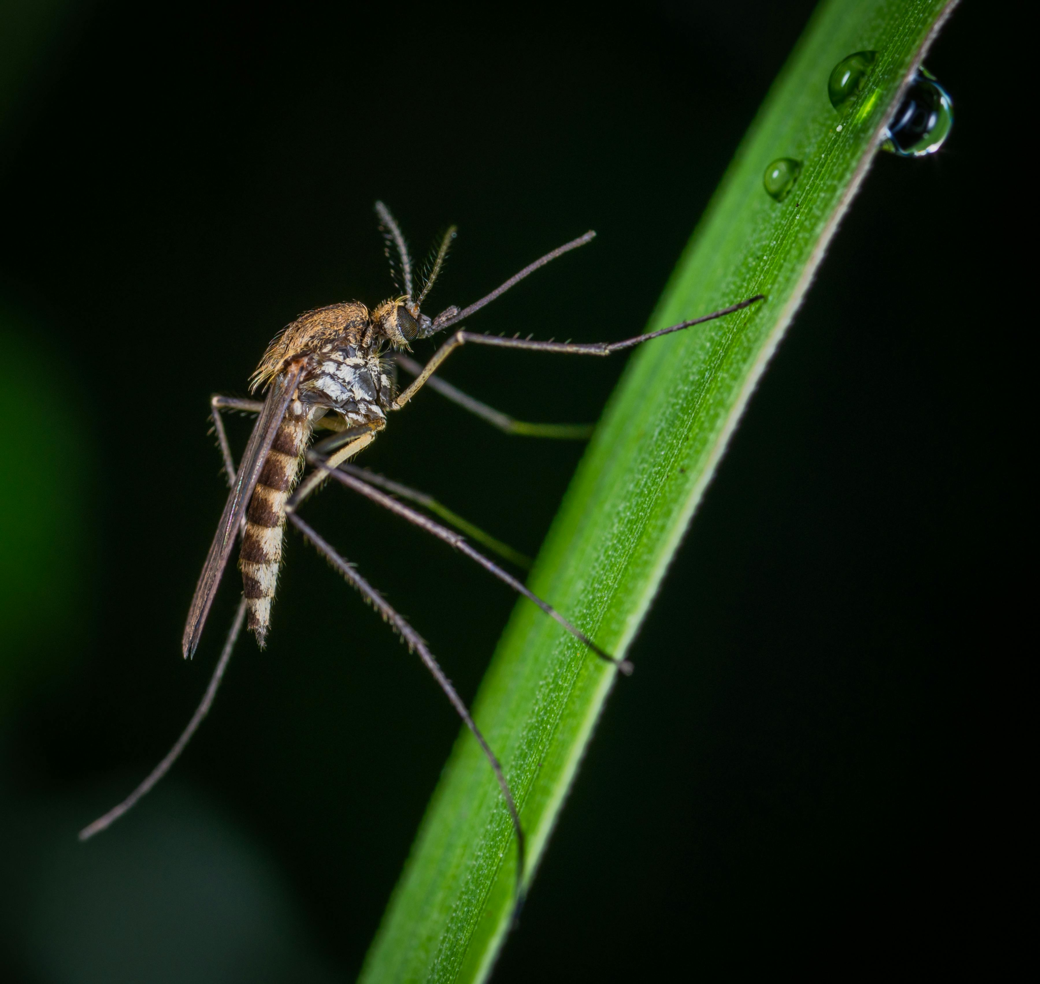 Natural Mosquito Control for Your Boise Yard