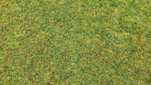 lawn Thatch