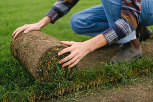 Sod or Seed? What New Grass Really Costs Around Nampa