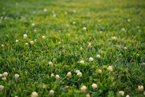 Clover Lawn