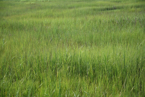 Clumpy Grass