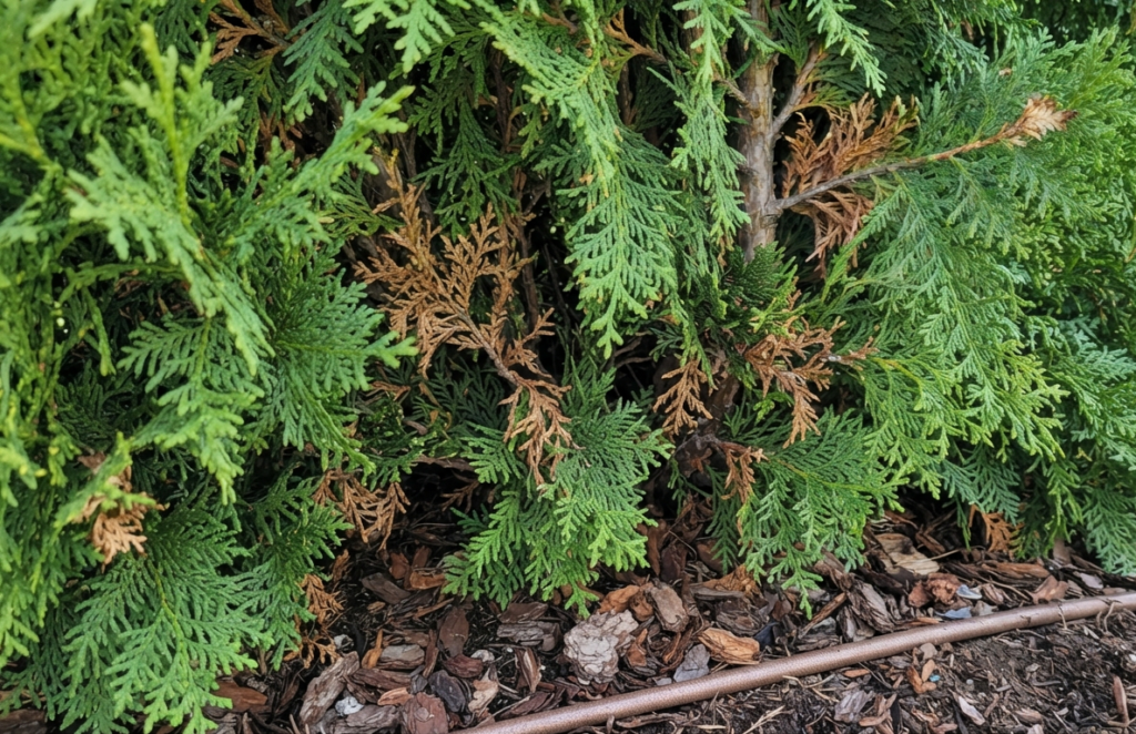 arborvitae turning brown
