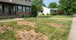 The Hidden Bug Turning Your Lawn Into Brown Patches