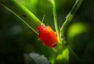 The Tiny Red Bugs Taking Over Your Windowsills Every Spring