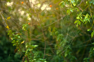 What Those Fine Webs on Your Evergreens Really Mean