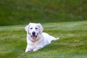 Keeping Ticks Out of Your Yard and Off Your Dog