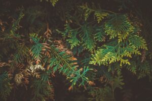 Arborvitae Turning Brown?