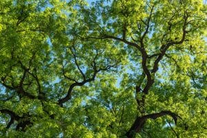Is the Emerald Ash Borer Coming for Your Boise Trees