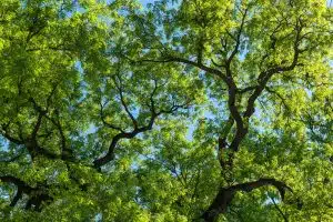 Is the Emerald Ash Borer Coming for Your Boise Trees