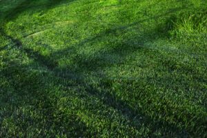 What Lawn Care Really Costs in the Treasure Valley and What Quietly Drives the Price