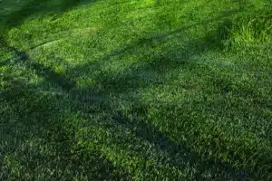 What Lawn Care Really Costs in the Treasure Valley and What Quietly Drives the Price