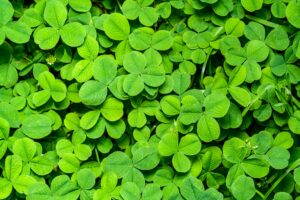 Clover Is Creeping Across Your Lawn and It Is Trying to Tell You Something