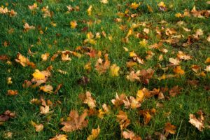 The Fall Moves That Decide How Green Your Idaho Lawn Looks Next Spring