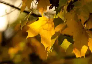 Yellow maple leaves turning upside down.