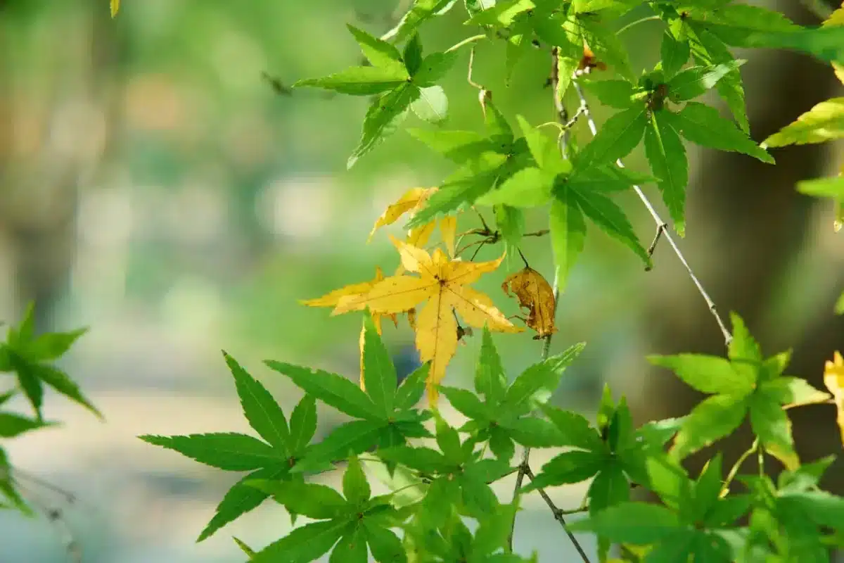 Close up of green and one yellow maple leaf in sunlight.