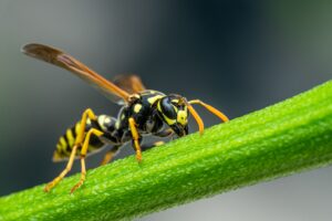 How to Handle a Wasp Nest Safely in the Treasure Valley