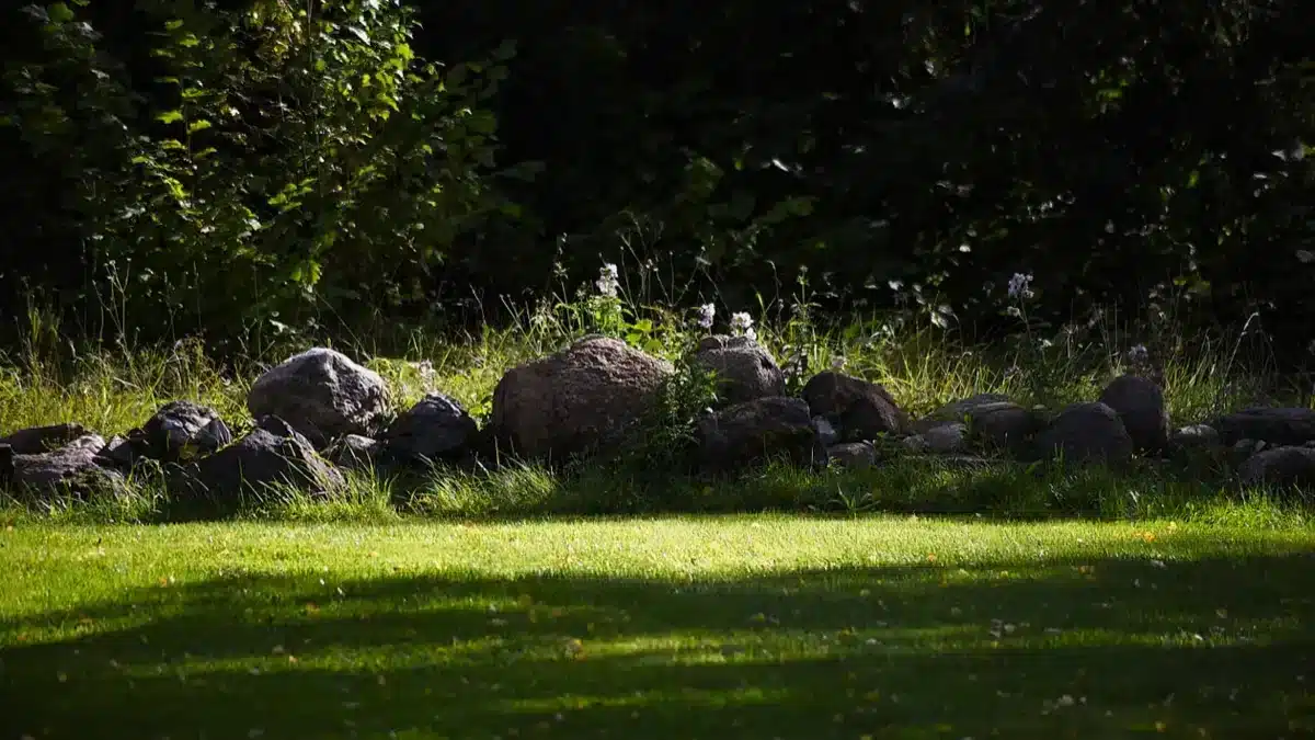 Peaceful sunlit outdoor garden with rocks.