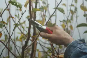 When and How to Prune Your Treasure Valley Trees