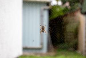 How to Get Rid of Spiders in the House This Fall