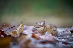 How to Keep Mice Out of Your House This Fall